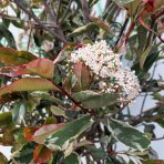 Červienka Fraserova (Photinia x fraseri) ´MCLARLOU LOUISE´ - výška 140-170 cm, kont. C50L - VIACKMENNÁ